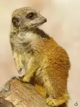 Ein kleines Erdmännchen im Zoom Gelsenkirchen. (Oktober 2006)