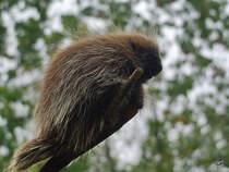 Ein Nordamerikanischer Baumstachler im Zoom Gelsenkirchen. (September 2008)