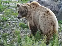 Ein Kodiakb�r im Zoom Gelsenkirchen. (Juli 2009)