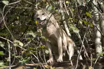 Europ�ischer Wolf, 07.10.2007 Salzburg