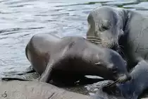 Kalifornische Seel�wen im Zoom Gelsenkirchen. (September 2009)