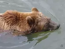 Ein Kamtschatka-B�r schwimmt im Zoom Gelsenkirchen. (September 2009)
