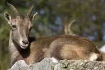 Alpensteinbock, 07.10.2007 Salzburg