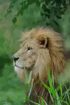 Das Seitenportrait eines Transvaal-L�wen. (Zoom Gelsenkirchen, September 2009)