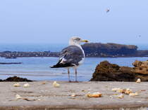 Eine Silbermwe (Larus argentatus) an der Atlantikkste von Essaouira/Marokko. Aufnahme vom 11. Oktober 2017.