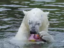 Dieser Eisb�r genie�t seinen Snack im Zoom Gelsenkirchen. (September 2009)
