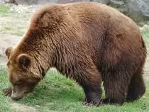 Ein Kamschatka-B�r im Zoom Gelsenkirchen. (September 2009)