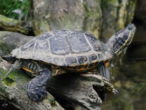 Eine Gelbwangen-Schmuckschildkrte im Zoom Gelsenkirchen. (September 2009)