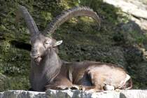 Alpensteinbock, 07.10.2007 Salzburg