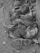 Der Erdm�nnchen-Clan ruht sich ein wenig aus. (Zoom Gelsenkirchen, September 2008)