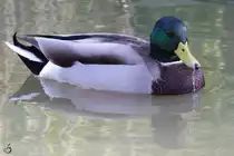 Eine Stockente schwimmt im Wasser. (Gelsenkirchen, September 2009)