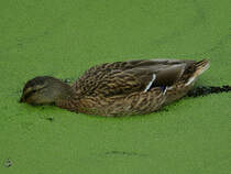 Eine Stockente schnbelt im trben Wasser. (Gelsenkirchen, September 2008)