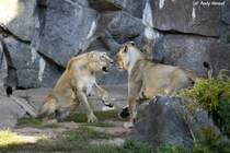  ....nein ich.  2 indische L�winnen