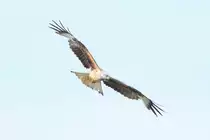 Ein Rotmilan �ber einem abgem�hten Feld bei Steinberg. Aufgenommem am 22.5.2017.