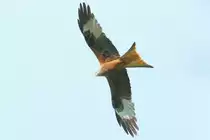 Ein Rotmilan �ber einem abgem�hten Feld bei Steinberg. Aufgenommem am 22.5.2017.