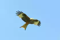 Ein Rotmilan �ber einem abgem�hten Feld bei Steinberg. Aufgenommem am 22.5.2017.