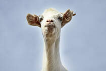 Cabras-Ziege im Parque Natural de Jandia auf der Insel Fuerteventura. Aufnahme: 17. Oktober 2017.