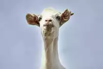 Cabras-Ziege im Parque Natural de Jandia auf der Insel Fuerteventura. Aufnahme: 17. Oktober 2017.