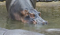 Ein Flusspferd (Hippopotamidae) im Oasis Park auf der Insel Fuerteventura in Spanien. Aufnahme: 19. Oktober 2017.