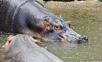 Ein Flusspferd (Hippopotamidae) im Oasis Park auf der Insel Fuerteventura in Spanien. Aufnahme: 19. Oktober 2017.