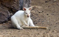 Weie Sumpfwallaby im Oasis Park auf der Insel Fuerteventura in Spanien.
Aufnahme: 19. Oktober 2017.