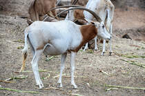Antilope im Oasis Park auf der Insel Fuerteventura in Spanien. Aufnahme: 19. Oktober 2017. 