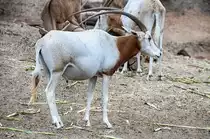 Antilope im Oasis Park auf der Insel Fuerteventura in Spanien. Aufnahme: 19. Oktober 2017. 