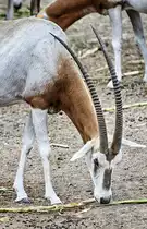 Antilope im Oasis Park auf der Insel Fuerteventura in Spanien. Aufnahme: 19. Oktober 2017.
Aufnahme: 20. Oktober 2017.
