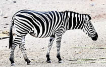 Steppenzebra (Equus quagga) im Oasis Park auf der Insel Fuerteventura in Spanien. Aufnahme: 19. Oktober 2017.