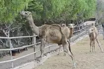 Dromedare im Oasis Park auf der Insel Fuerteventura in Spanien. Aufnahme: 19. Oktober 2017.