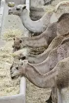 Dromedare im Oasis Park auf der Insel Fuerteventura in Spanien. Aufnahme: 19. Oktober 2017.