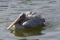 Pelikan, 07.10.2007 Salzburg