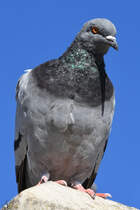 Eine neugierige Taube auf ihren Thron. (Valletta, Oktober 2017)