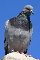 Eine neugierige Taube auf ihren Thron. (Valletta, Oktober 2017)