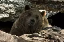 Europ�ischer Braunb�r, 07.10.2007 Salzburg