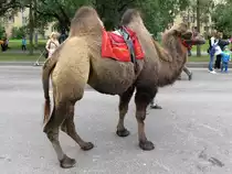 Auch dieses Kamel wartet auf Reiter auf dem Stadtfest in Kolpino, St. Petersburg, am 15.9.17

Eine Runde kostet 300 Rubel, kein billiges Vergn�gen...