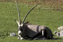 S�dafrikanischer Spiessbock, 07.10.2007 Salzburg