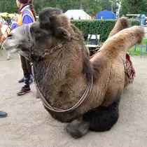 Ein liegendes Kamel auf dem Stadfest in Kolpino, St. Petersburg, am 15.9.17

Der schiefe H�cker ist ganz praktisch, da k�nnen die Kinder besser dran vorbei schauen..