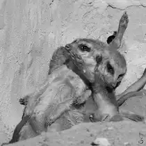 Seltsames Kuschelverhalten bei den Erdm�nnchen im Zoom Gelsenkirchen (Oktober 2006)