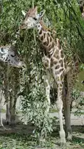 Eine junge Rothschild-Giraffe bedeckt von leckerem Gr�n. (Zoom Gelsenkirchen, September 2009)