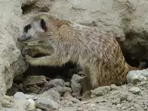 Ein Erdm�nnchen im Zoom Gelsenkirchen. (September 2009)