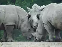 Die Drei Musketiere - S�dliche Breitmaulnash�rner im Zoom Gelsenkirchen. (September 2008)