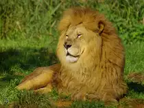 Eine Transvaal-L�we genie�t sein Leben im Zoom Gelsenkirchen. (Oktober 2006)