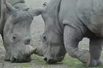Leichte Unstimmigkeiten bei den Rhino´s im Zoom Gelsenkirchen. (September 2008)