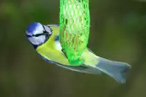 Eine Blaumeise, die akrobatisch am Meisenkn�del h�ngt. Aufgenommen am 20.11.2017.