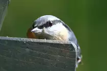 Dieser Kleiber beobachtet �ngstlich die Umgebung. Aufgenommen am 22.11.2017.