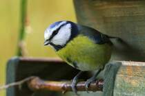 Diese Blaumeise sieht irgendwie ratlos aus. Vielleicht hat sie schon so viel gefressen. Aufgenommen am 22.11.2017.