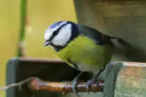 Diese Blaumeise sieht irgendwie ratlos aus. Vielleicht hat sie schon so viel gefressen. Aufgenommen am 22.11.2017.