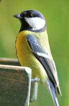 Schn aufrecht, frs Foto, dachte diese Kohlmeise - knnte man meinen. Aufgenommen am 22.11.2017.