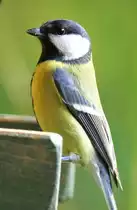 Sch�n aufrecht, f�rs Foto, dachte diese Kohlmeise - k�nnte man meinen. Aufgenommen am 22.11.2017.